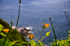 岬の花