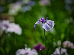 花しょうぶ