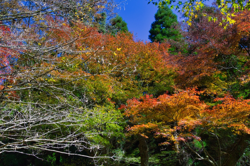紅葉はじめ
