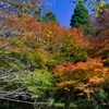 紅葉はじめ