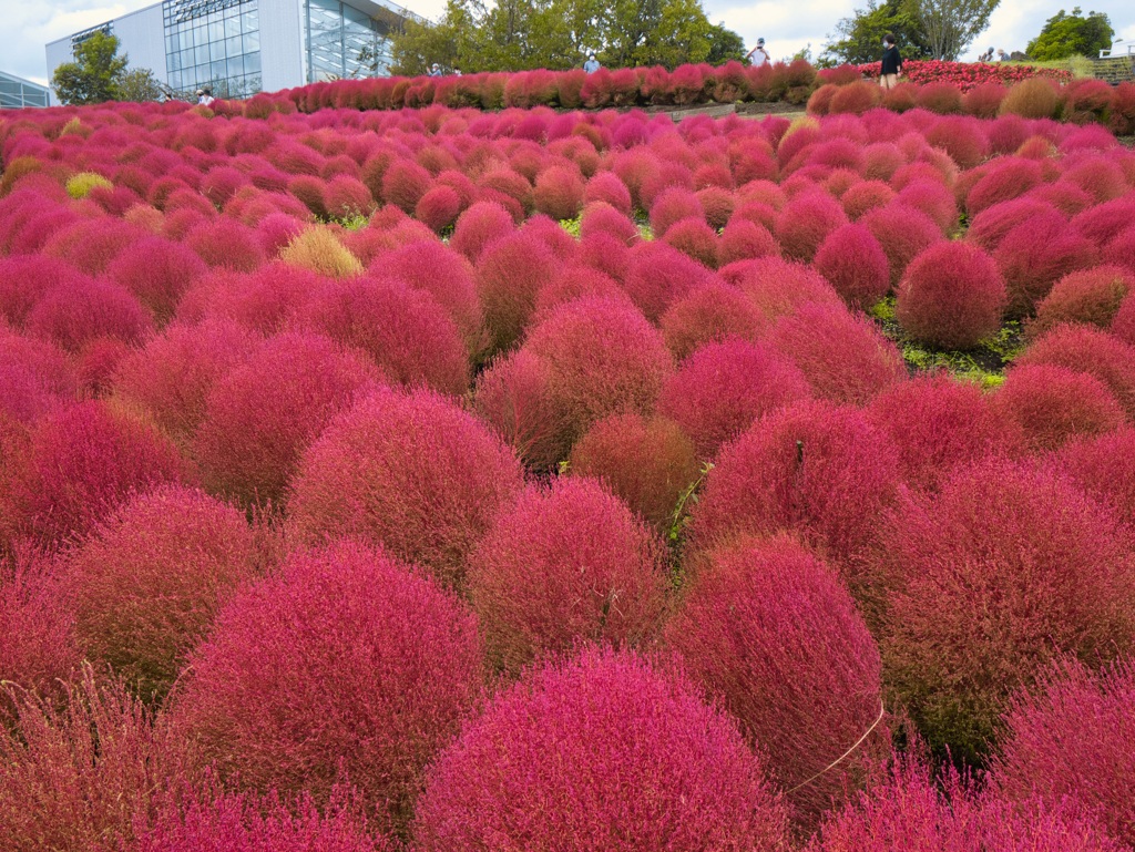 もふもふ