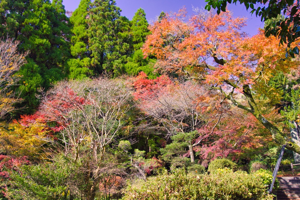 山紅葉