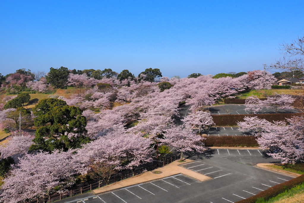 桜三千本