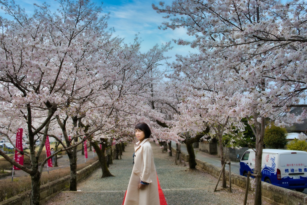 桜ポトレ