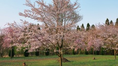 今年最後の桜撮影