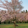 今年最後の桜撮影