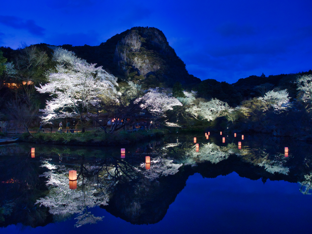 夜桜