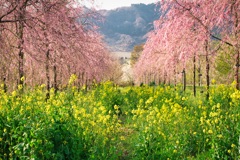 菜の花と枝垂れ桜