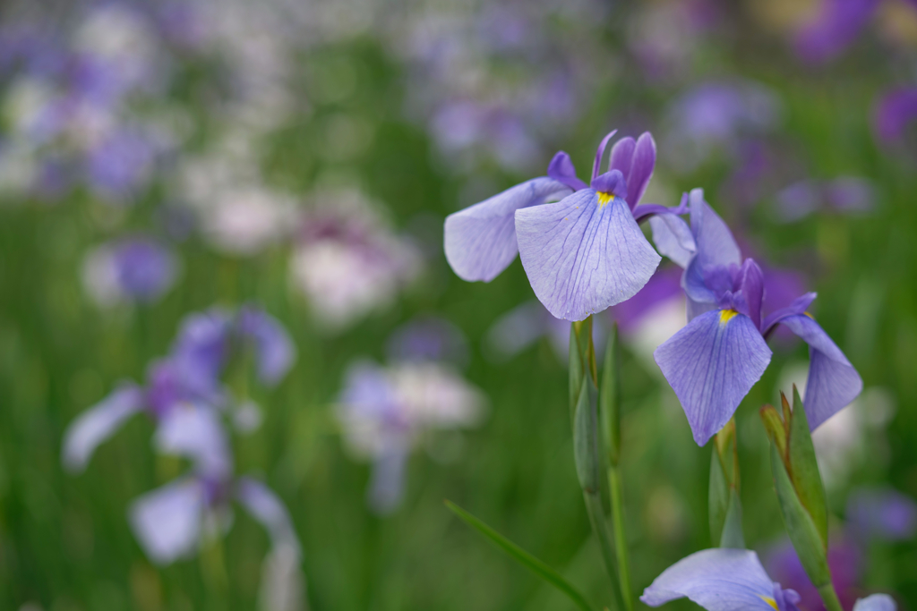 花しょうぶ