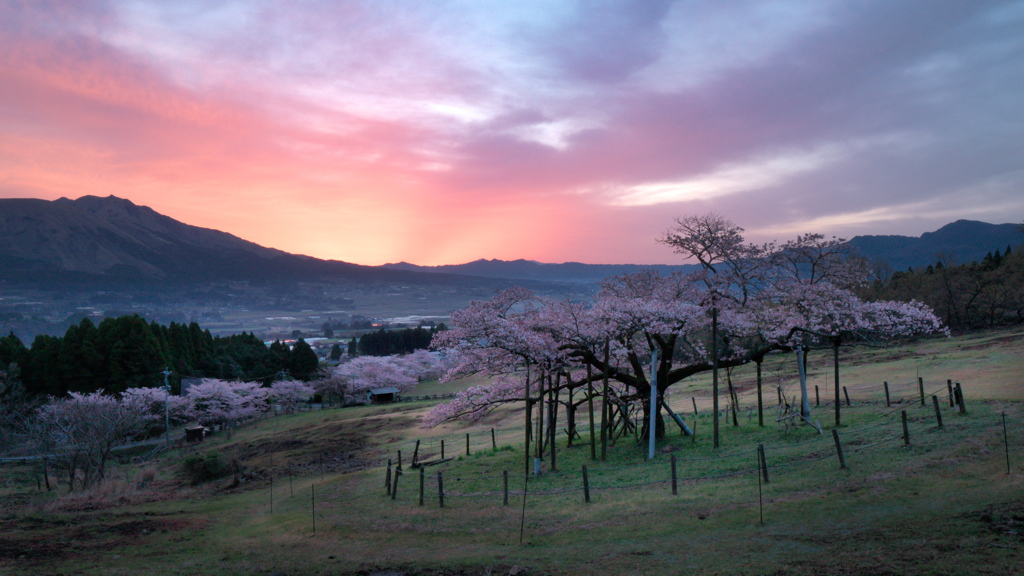 観音桜