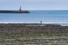 海苔摘み