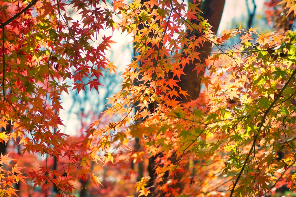 紅葉