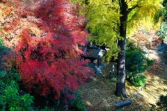 黄色い絨毯はまだまだ先