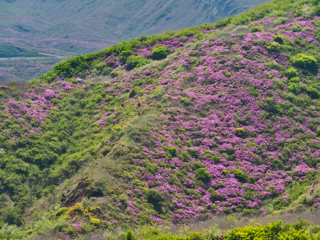 深山霧島