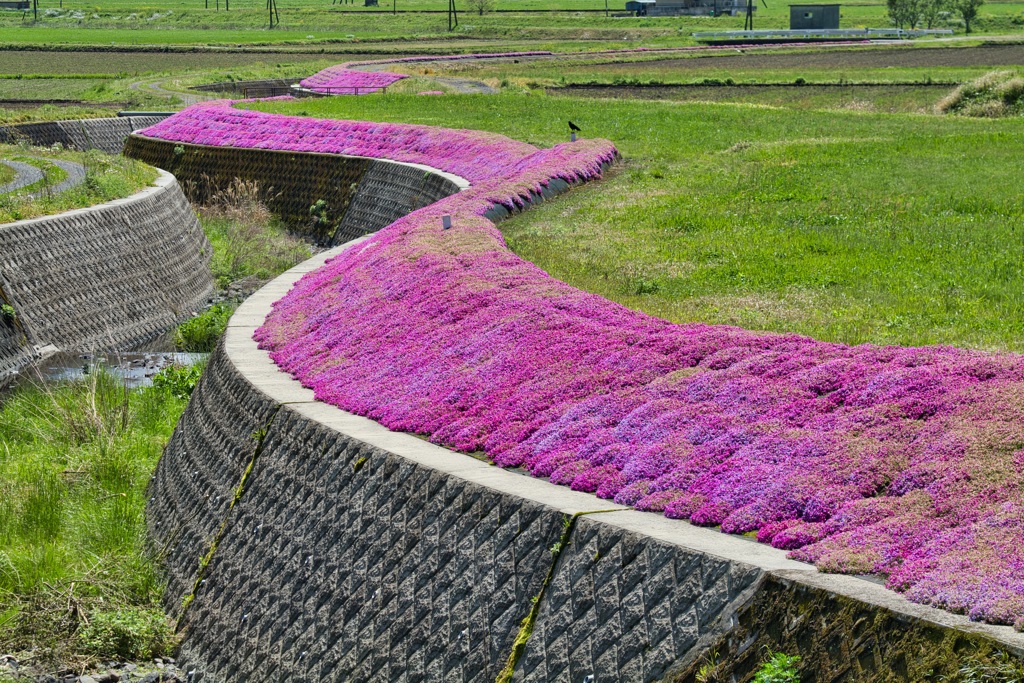 四ツ江川