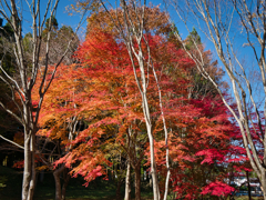 紅葉狩り