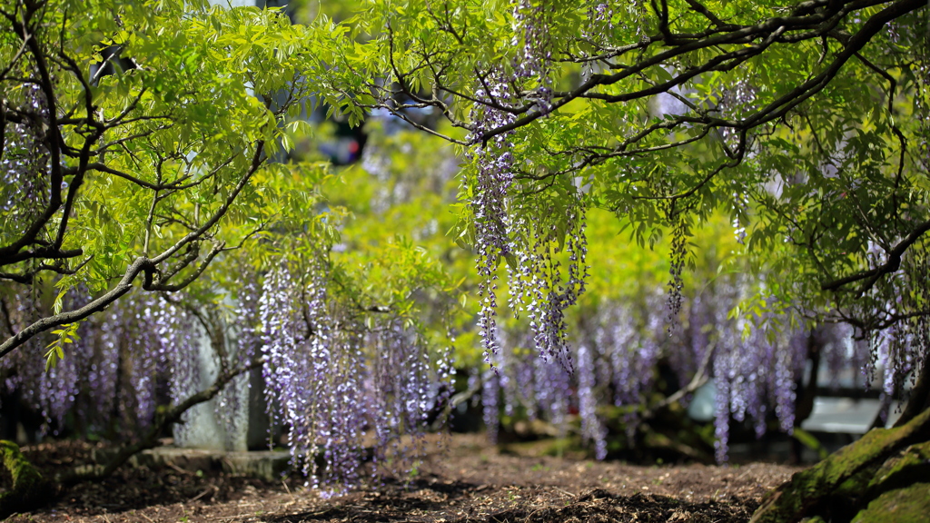 樹齢620年の天然記念物