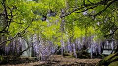 樹齢620年の天然記念物