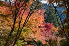 環境芸術の森