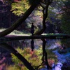 紅葉リフレクション