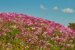 丘の花