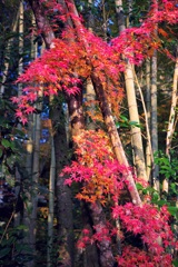 竹紅葉