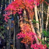 竹紅葉