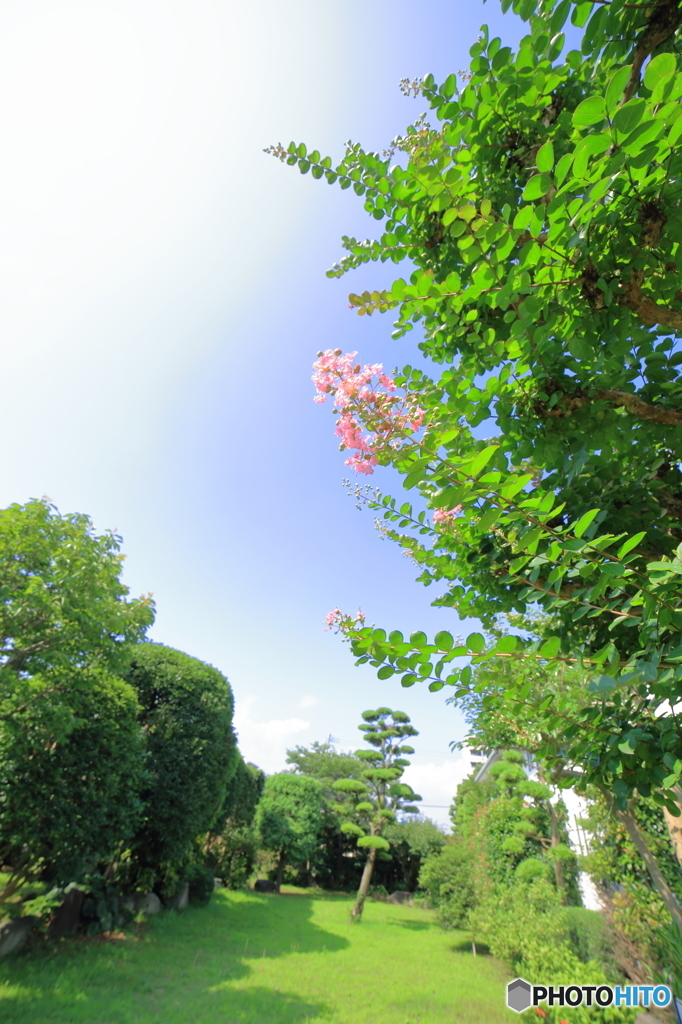 梅雨の晴間の百日紅