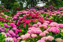 Red hydrangea