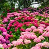 Red hydrangea