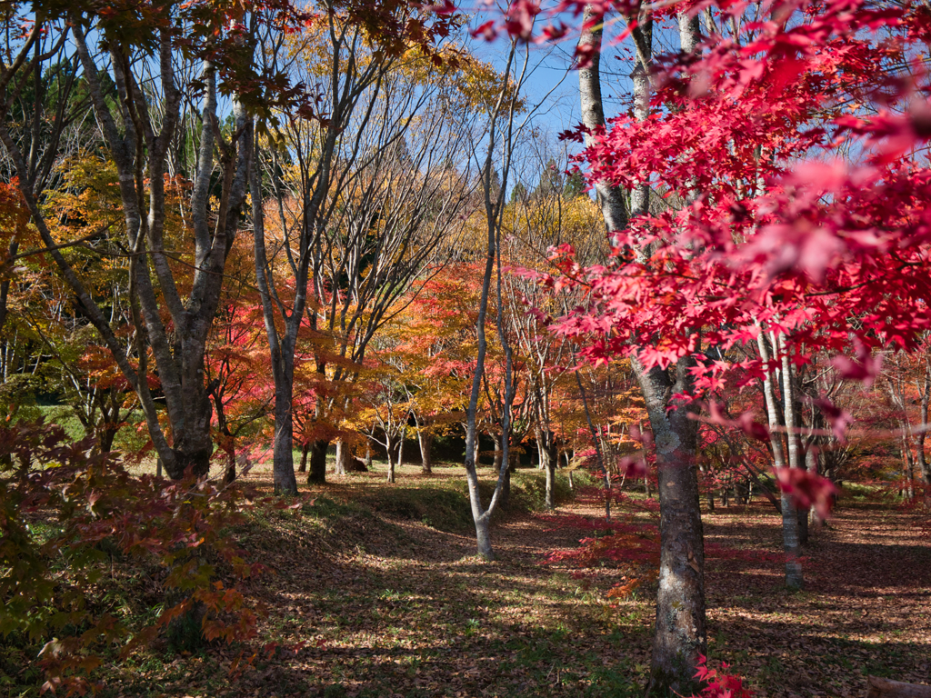 紅葉狩り