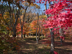 紅葉狩り