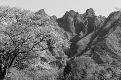 上色見の大桜