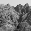 上色見の大桜