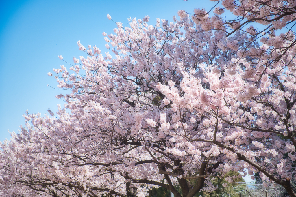春めき桜