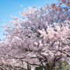 春めき桜