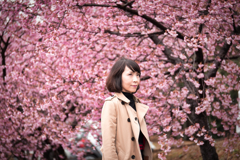 阿蘇の桜