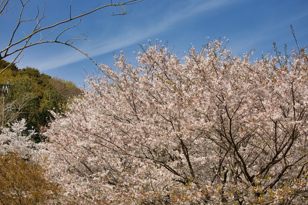 桜雲