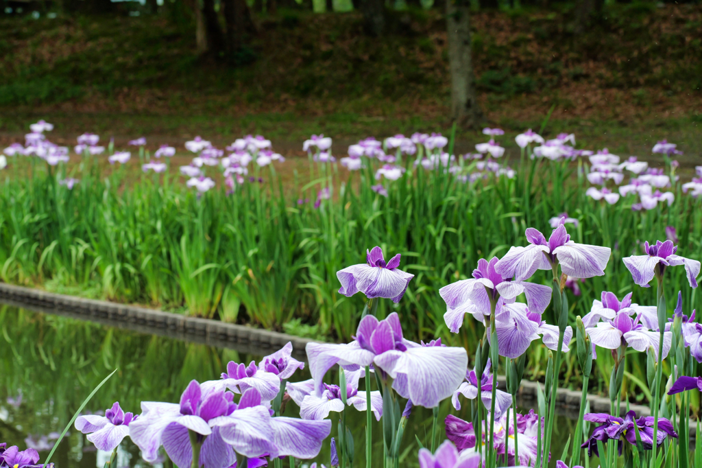 花しょうぶ