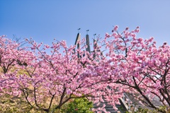河津桜
