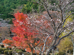 十一月桜