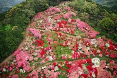 山頂までつつじ