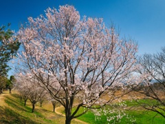 早咲き