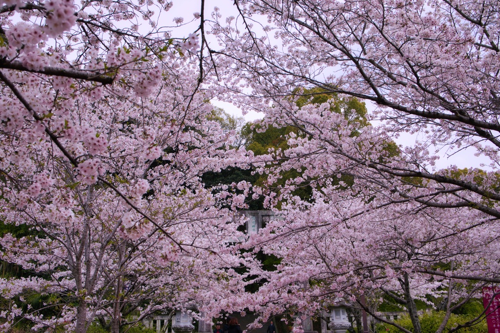 さくら色