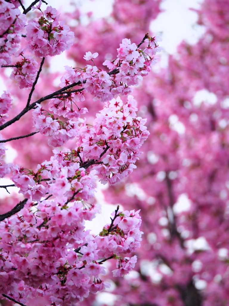 庭の桜は満開です３