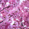 庭の桜は満開です３