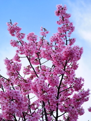 庭の桜は満開です２