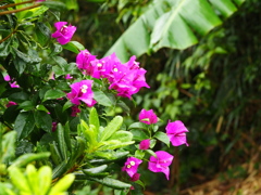 南の花