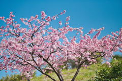 河津桜