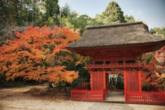 萱葺の屋根